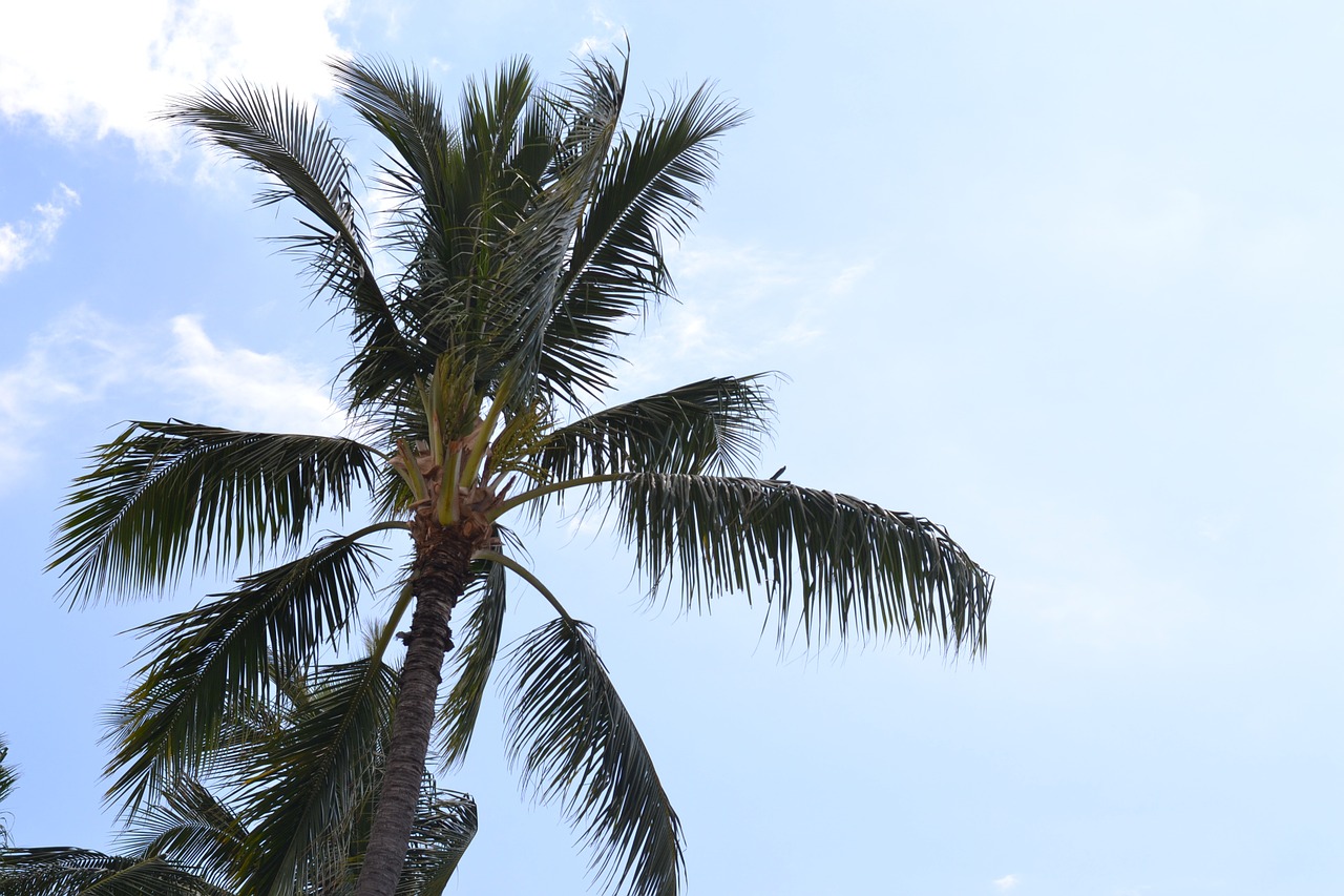 palm tree sky clouds free photo