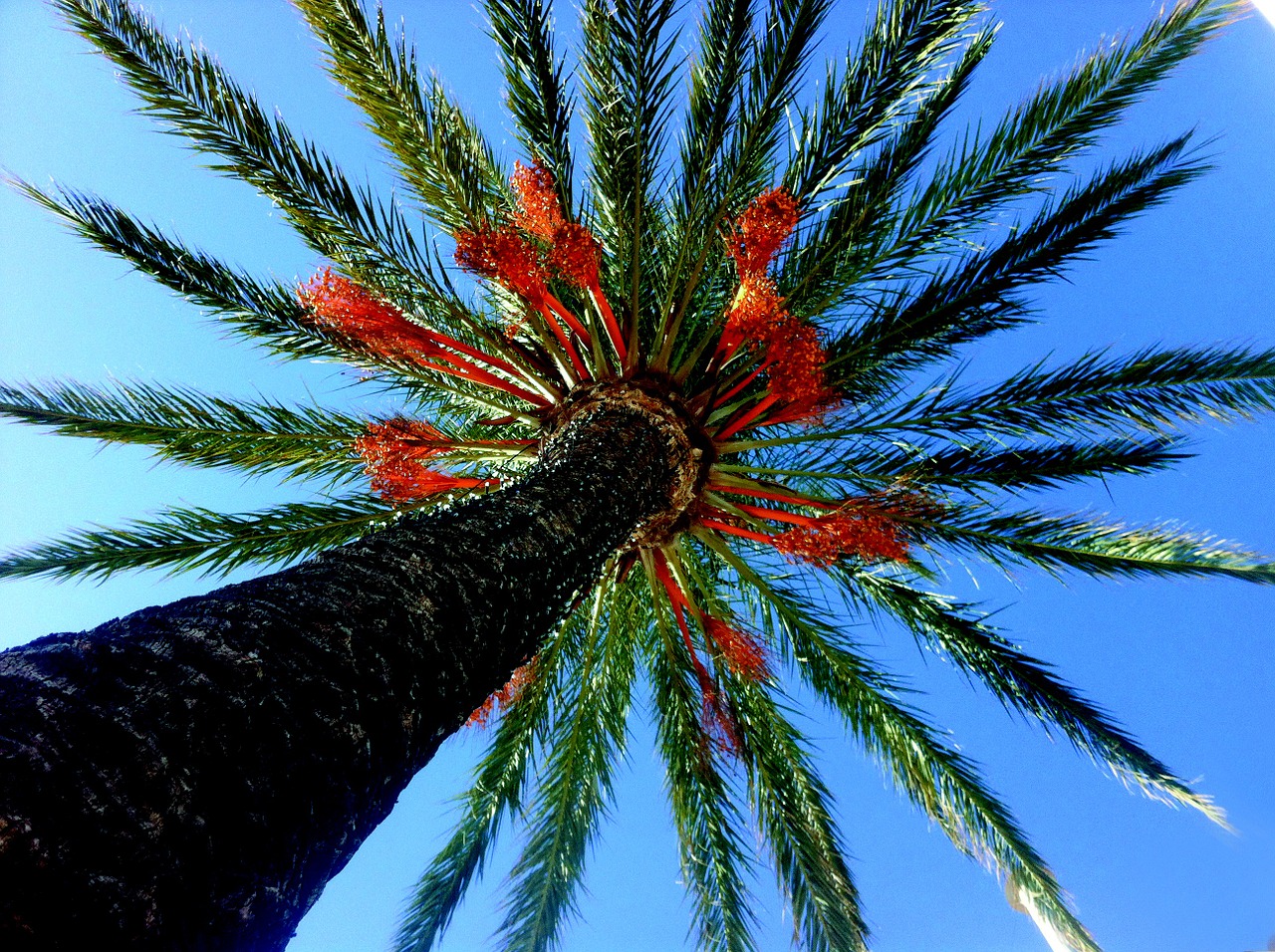 palm tree alcocebre nature free photo