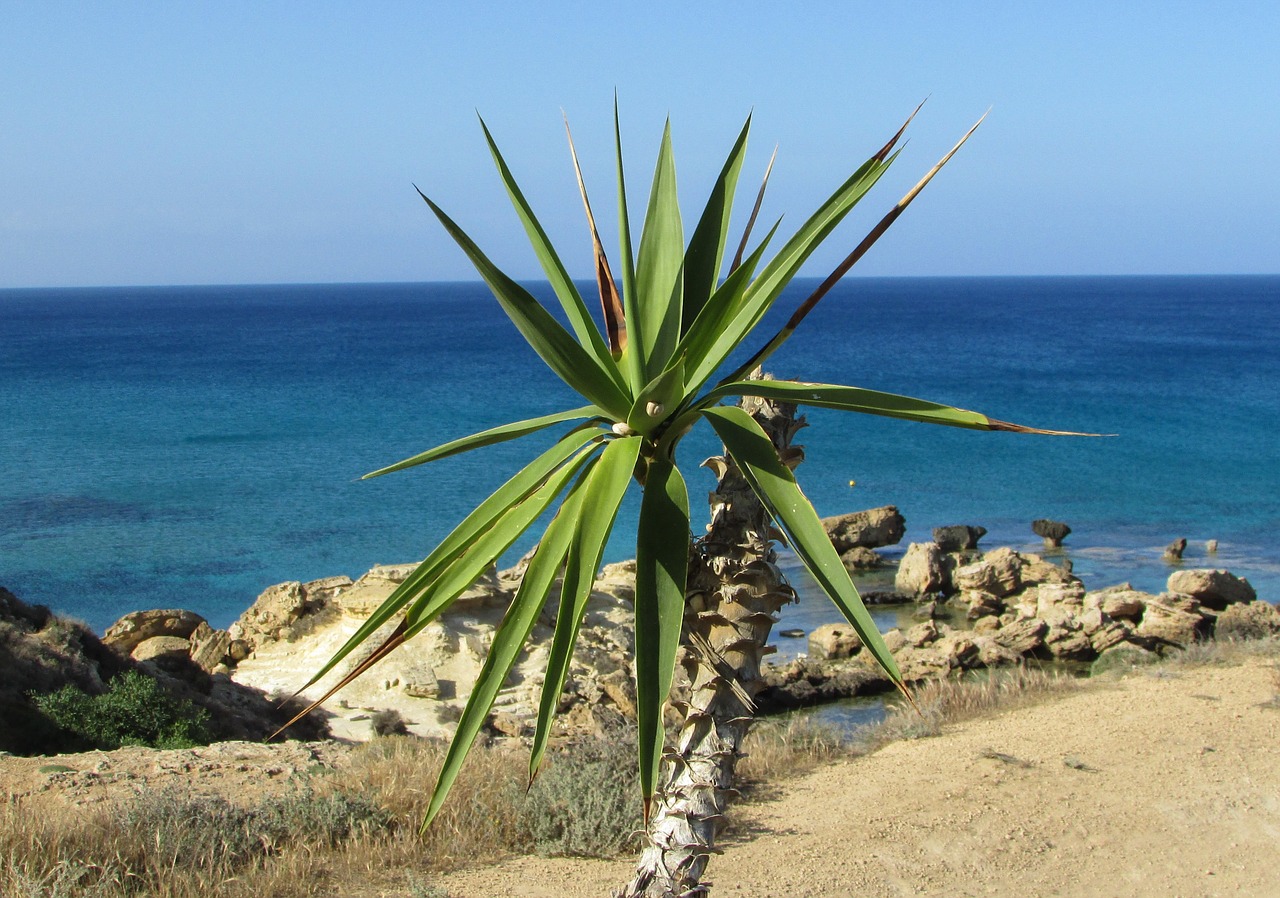 Кипр пальмы