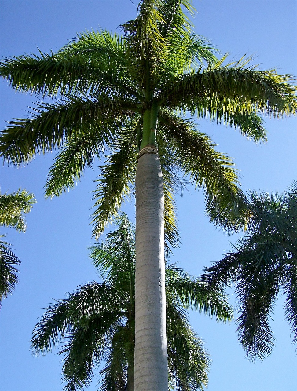 palm tree tree tropical free photo