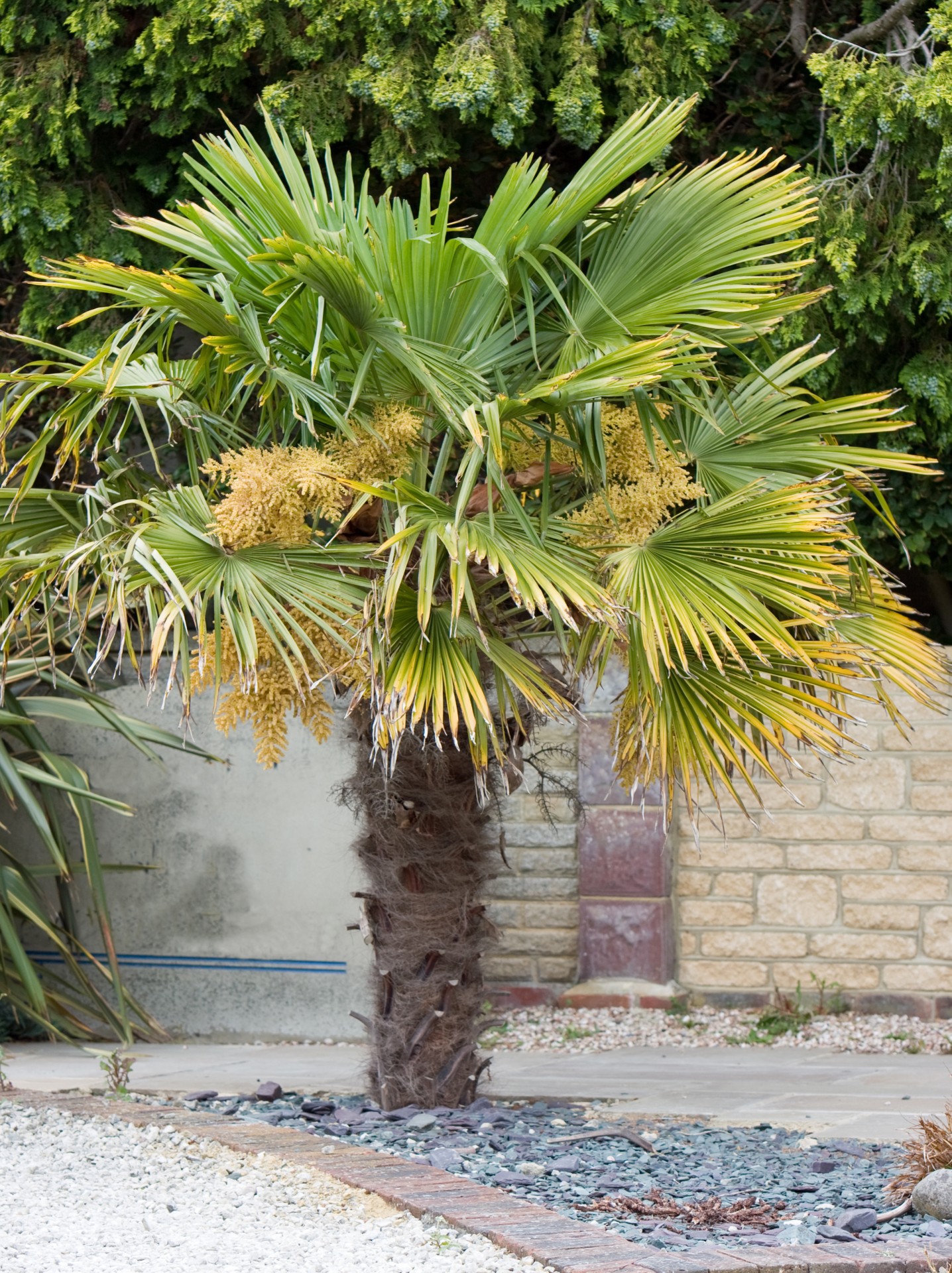 tree palm palm tree free photo