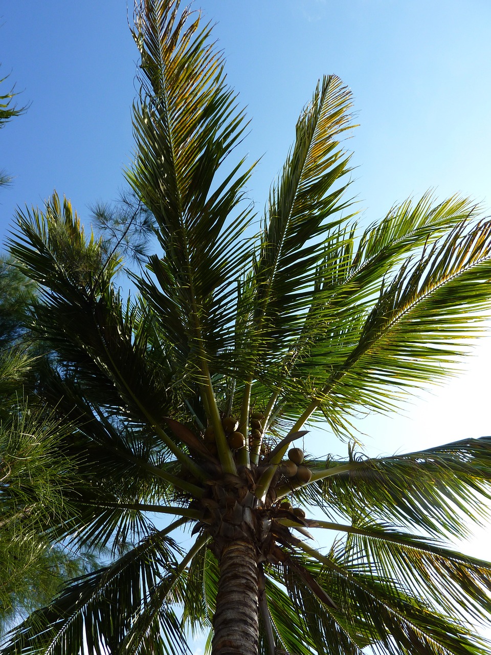 palm tree freedom holiday free photo