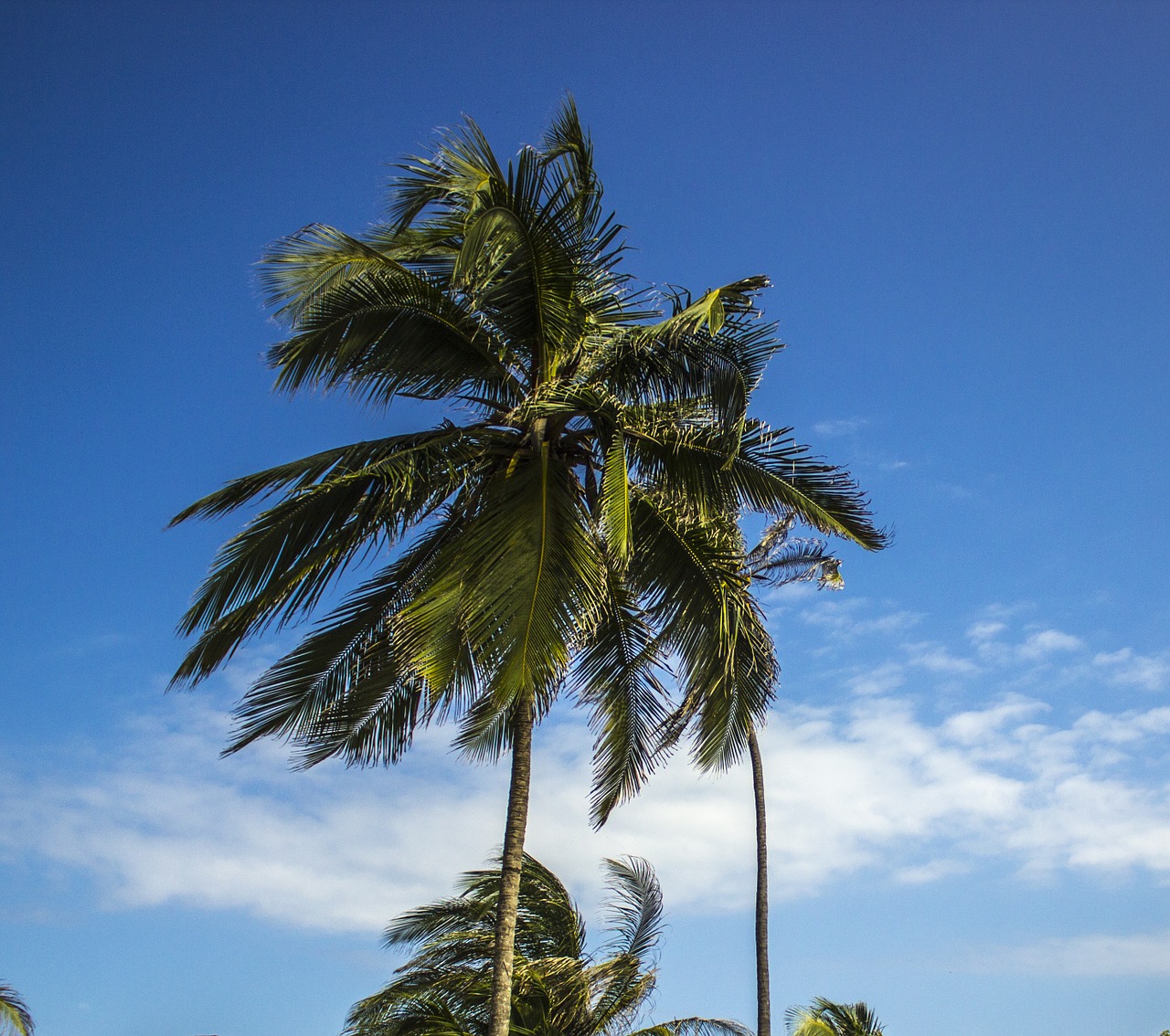 palm tree coconut sky free photo