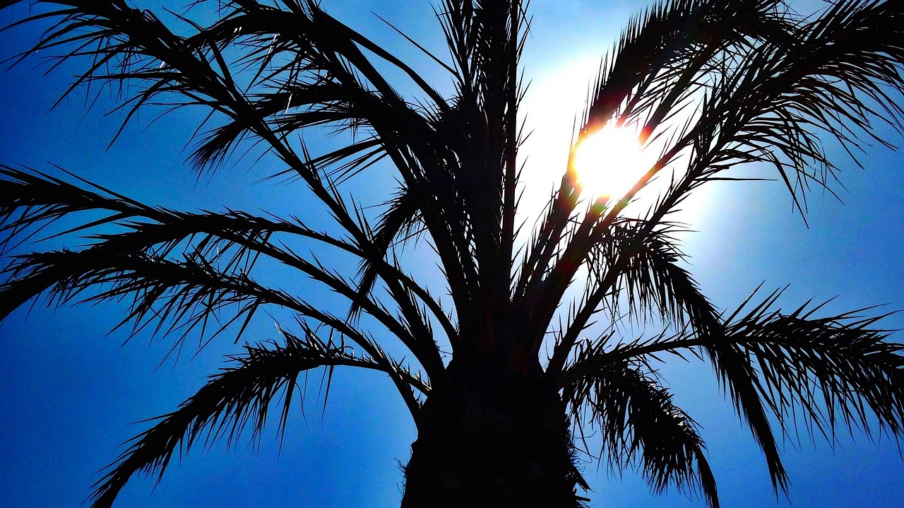 Palm tree,tree,tropical,sun,heaven - free image from needpix.com