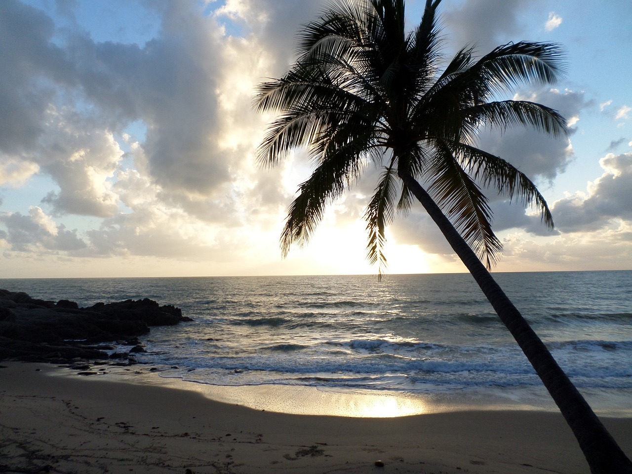 palm tree tropical beach free photo