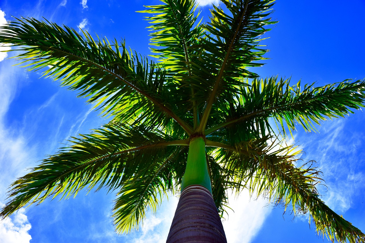 palm tree blue sky palm free photo