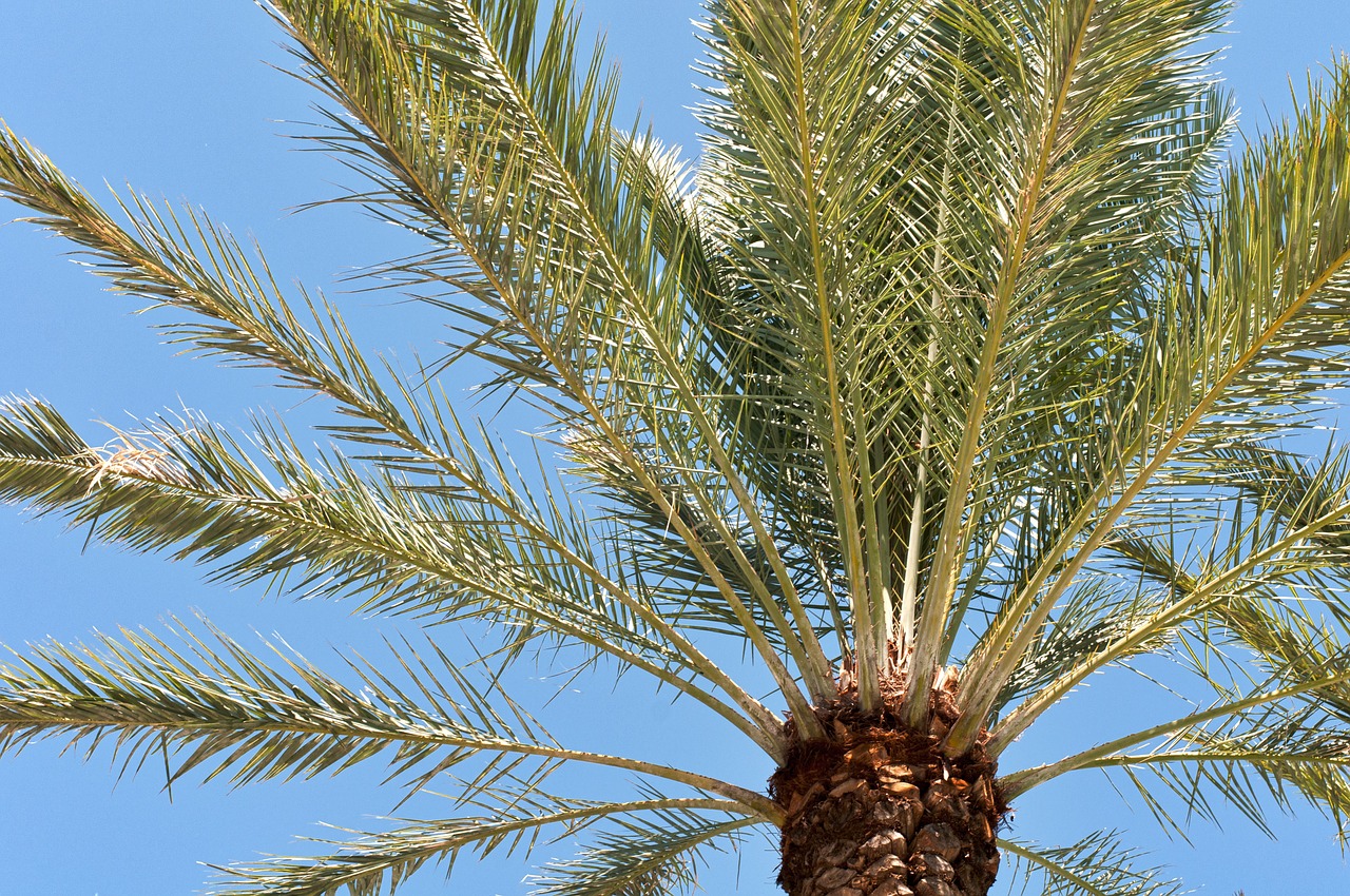 palm tree tropical palm free photo