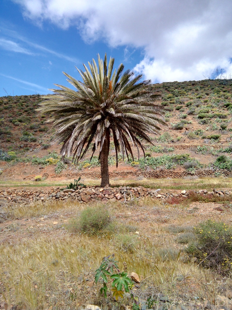 palm tree field rural free photo