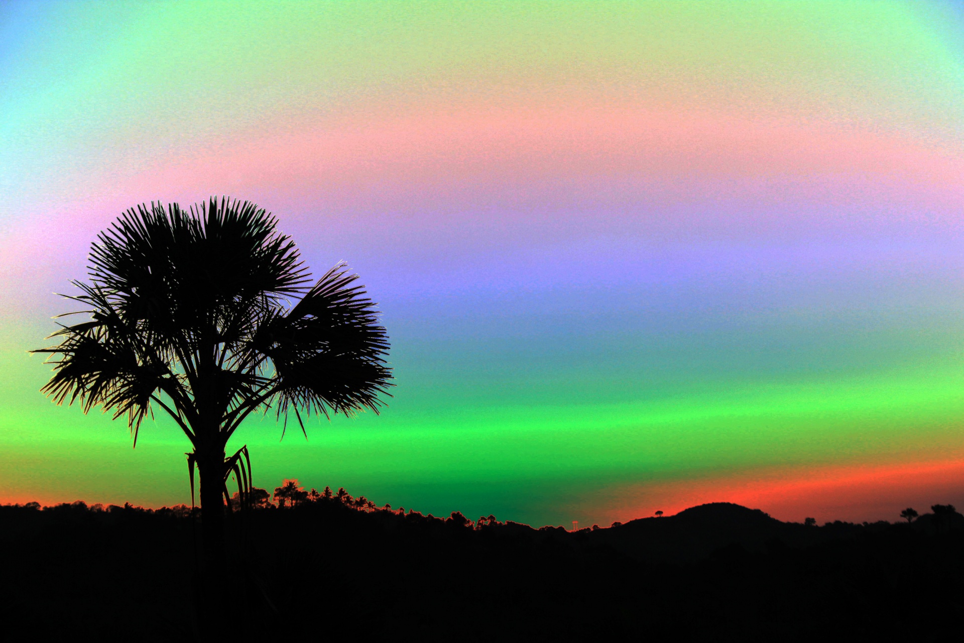 palm tree colorful black free photo