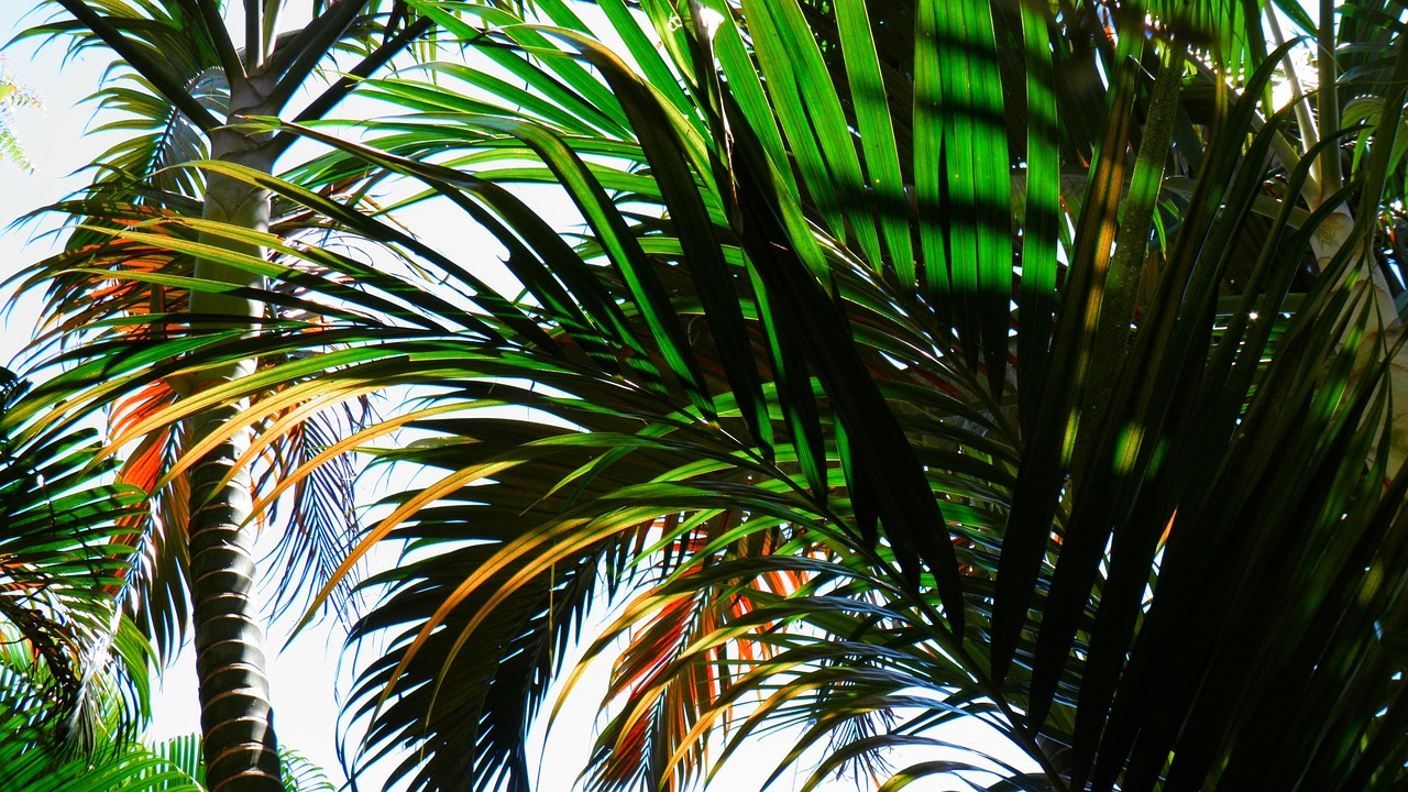 palm tree beach tropical free photo