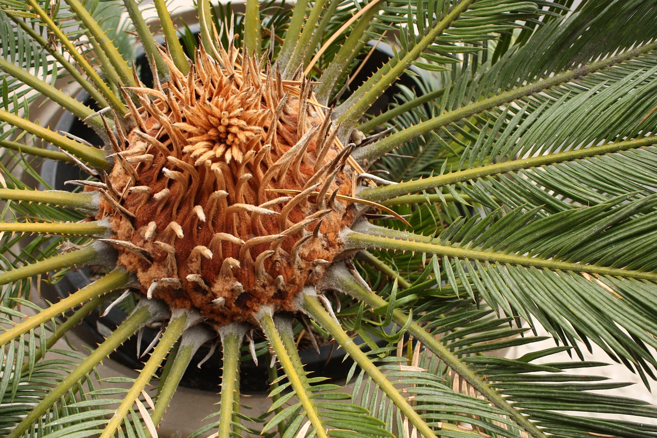 palm tree plant nature free photo