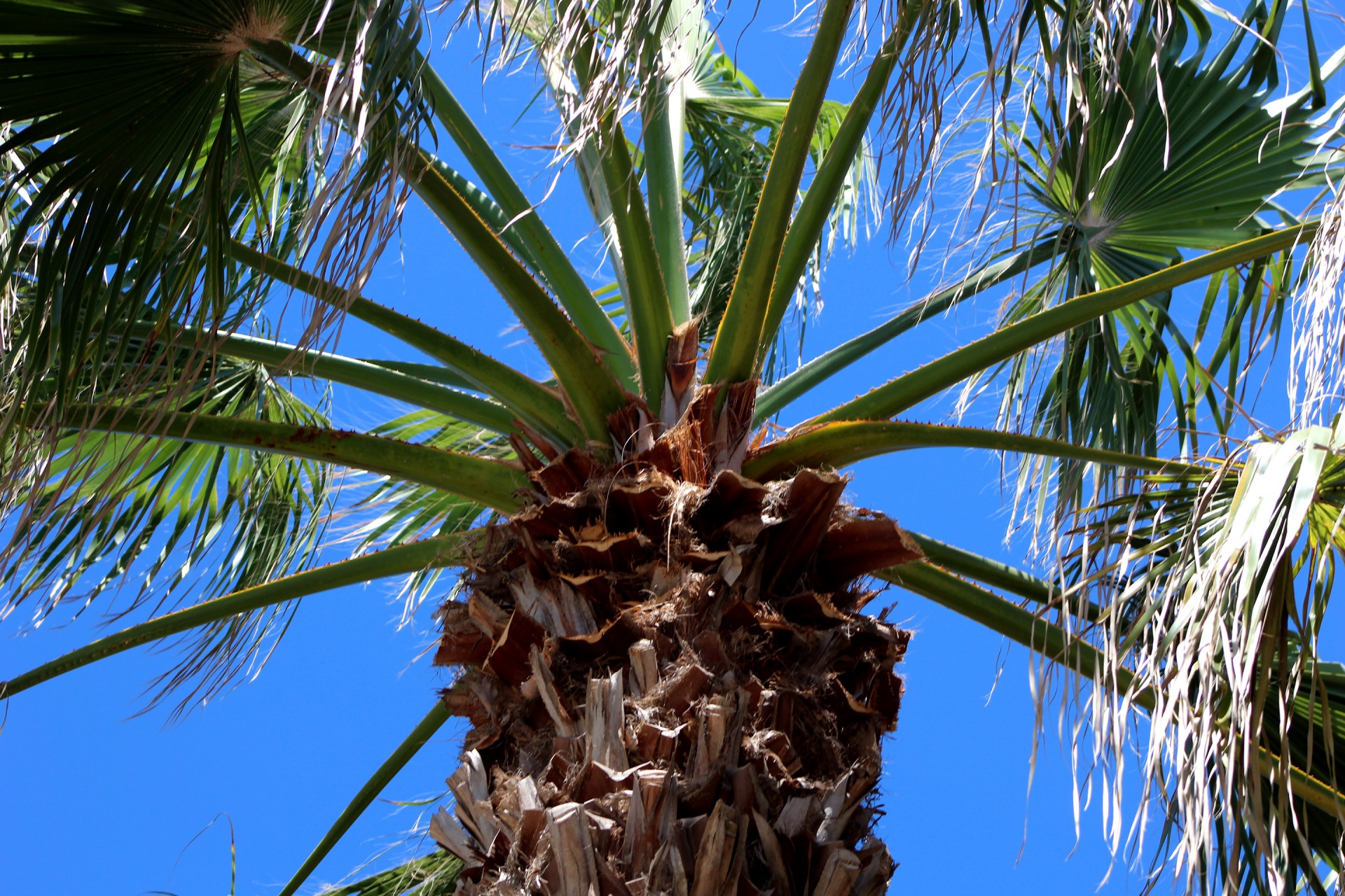 palm tree mustang island palm tree free photo