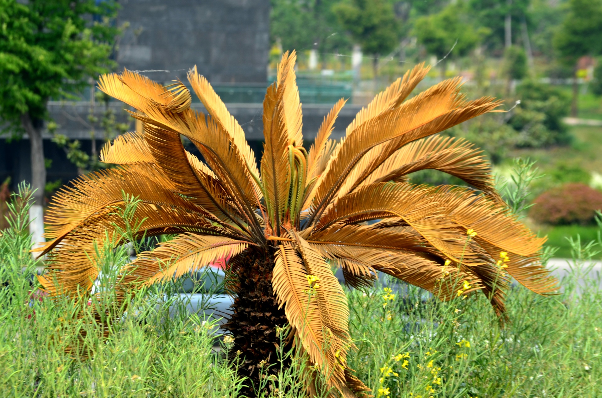 flowers tree palm free photo