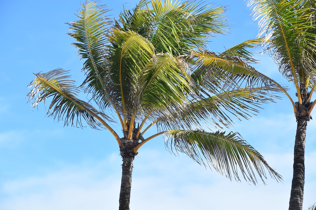 palm tree tropical palm free photo