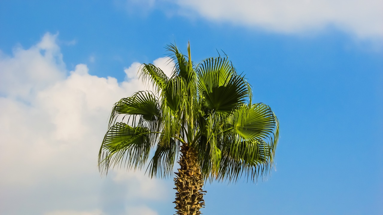 palm tree sky nature free photo