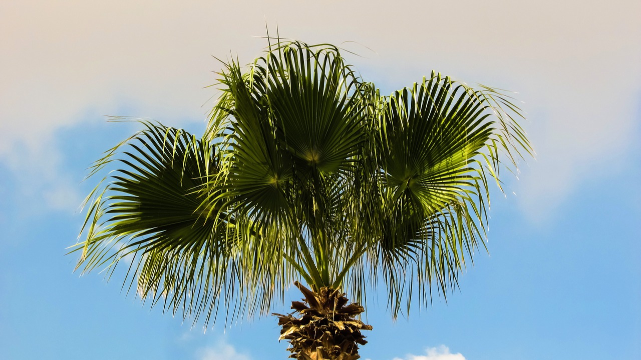 palm tree sky nature free photo