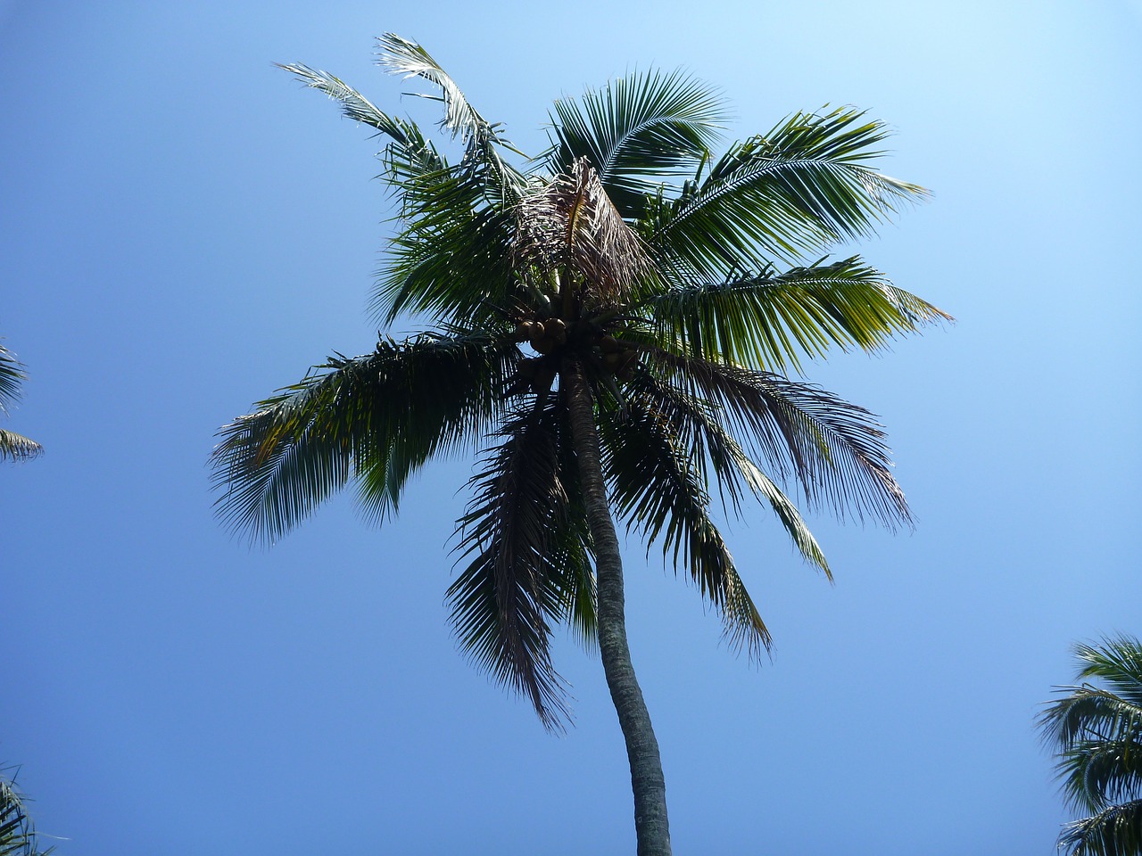 palm tree blue sky free photo