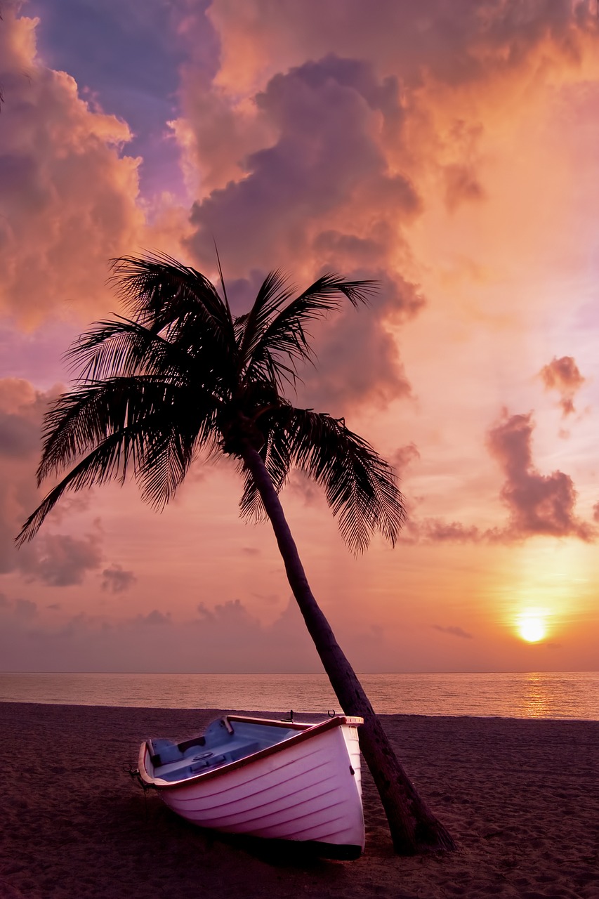 palm tree palm ocean free photo