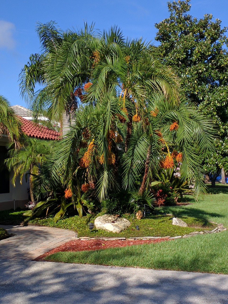 palm tree morning running free photo