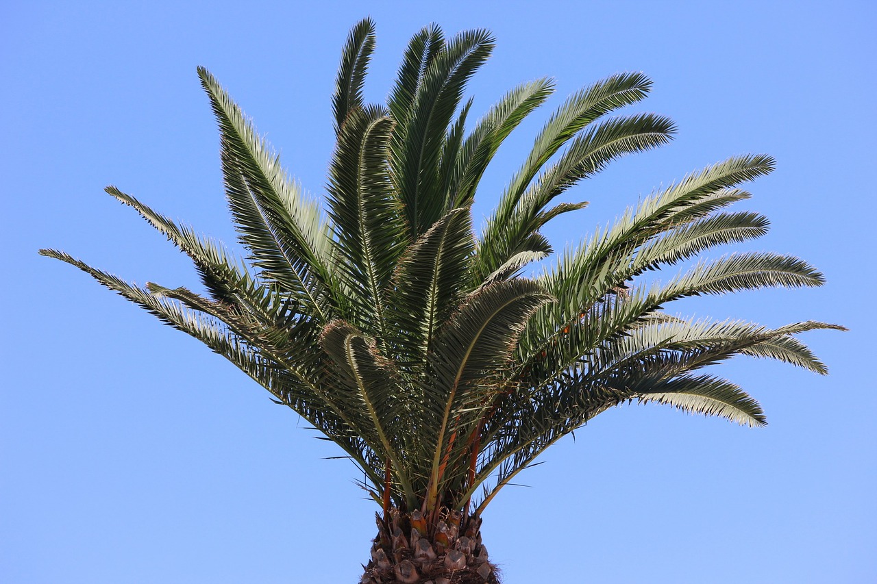 palm tree greek concerning free photo
