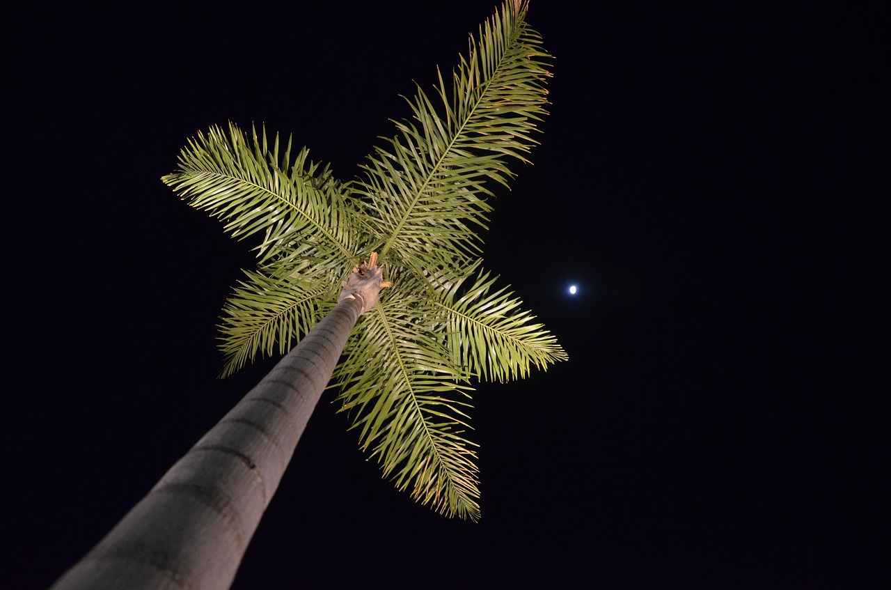palm tree nocturne moon free photo