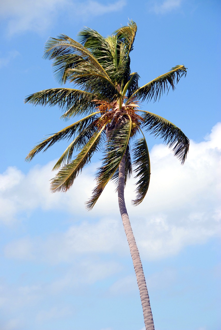 palm tree tropical florida free photo