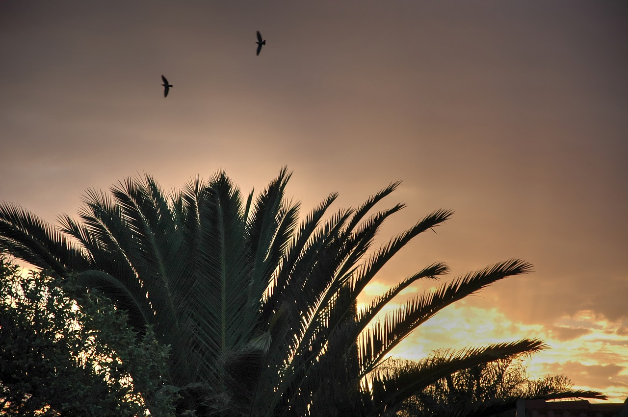 palm tree early morning sunrise free photo