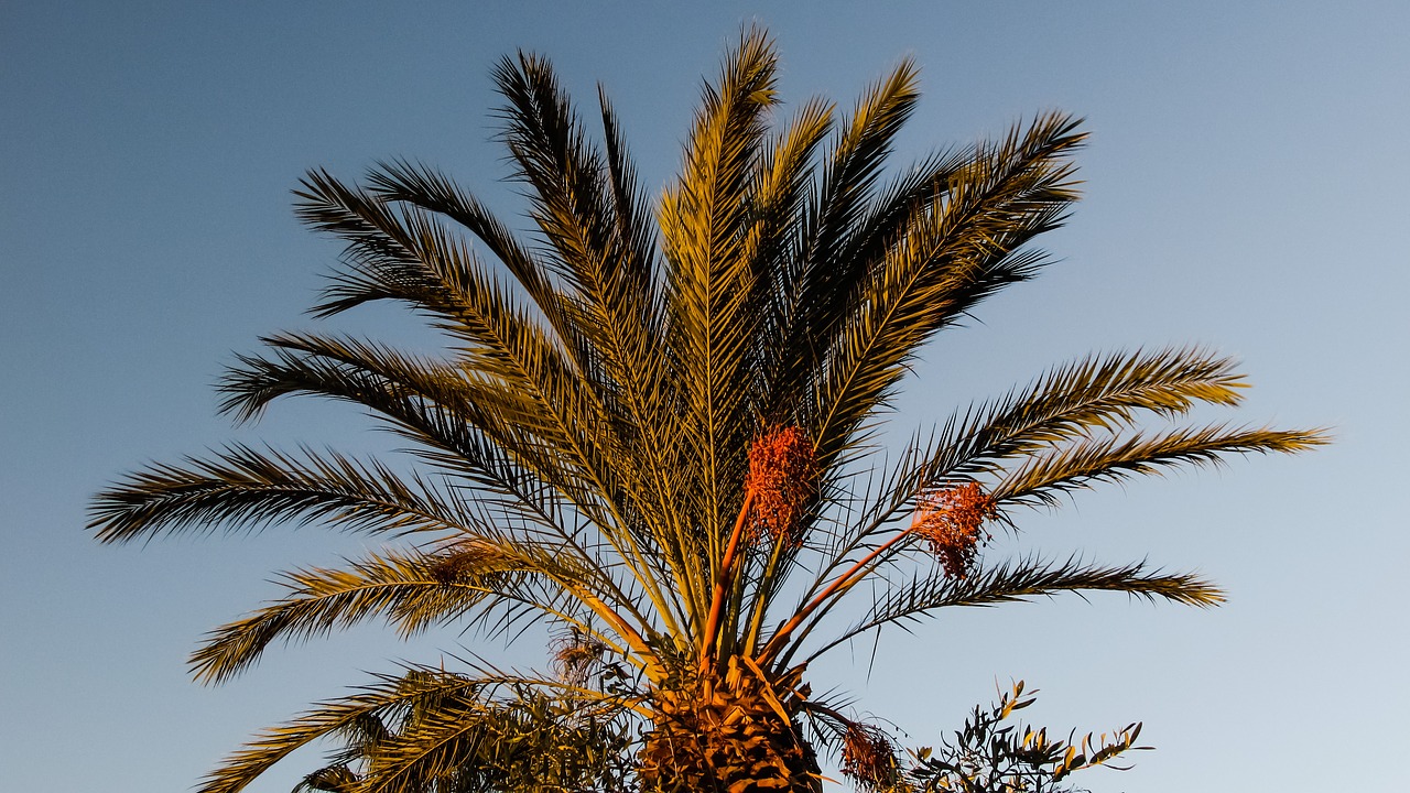 palm tree garden tropical free photo