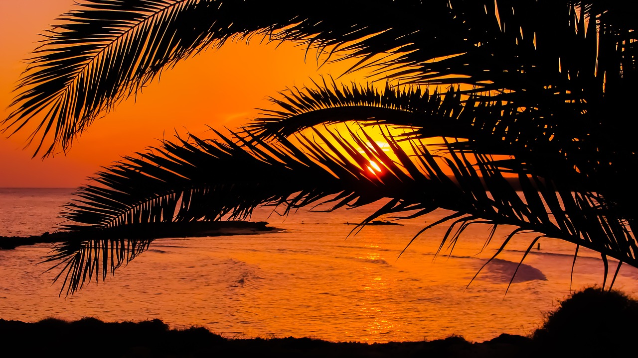 palm tree branch leaves free photo