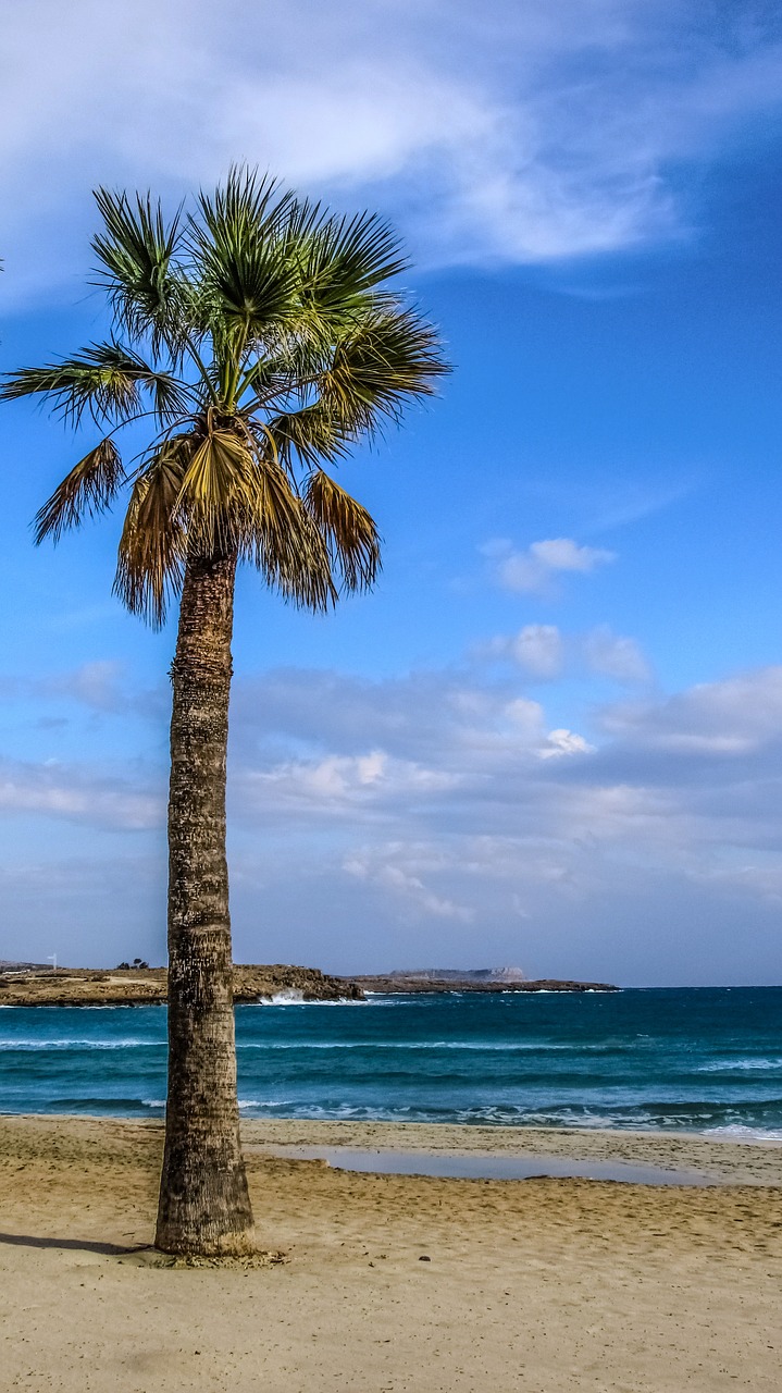 palm tree beach sand free photo