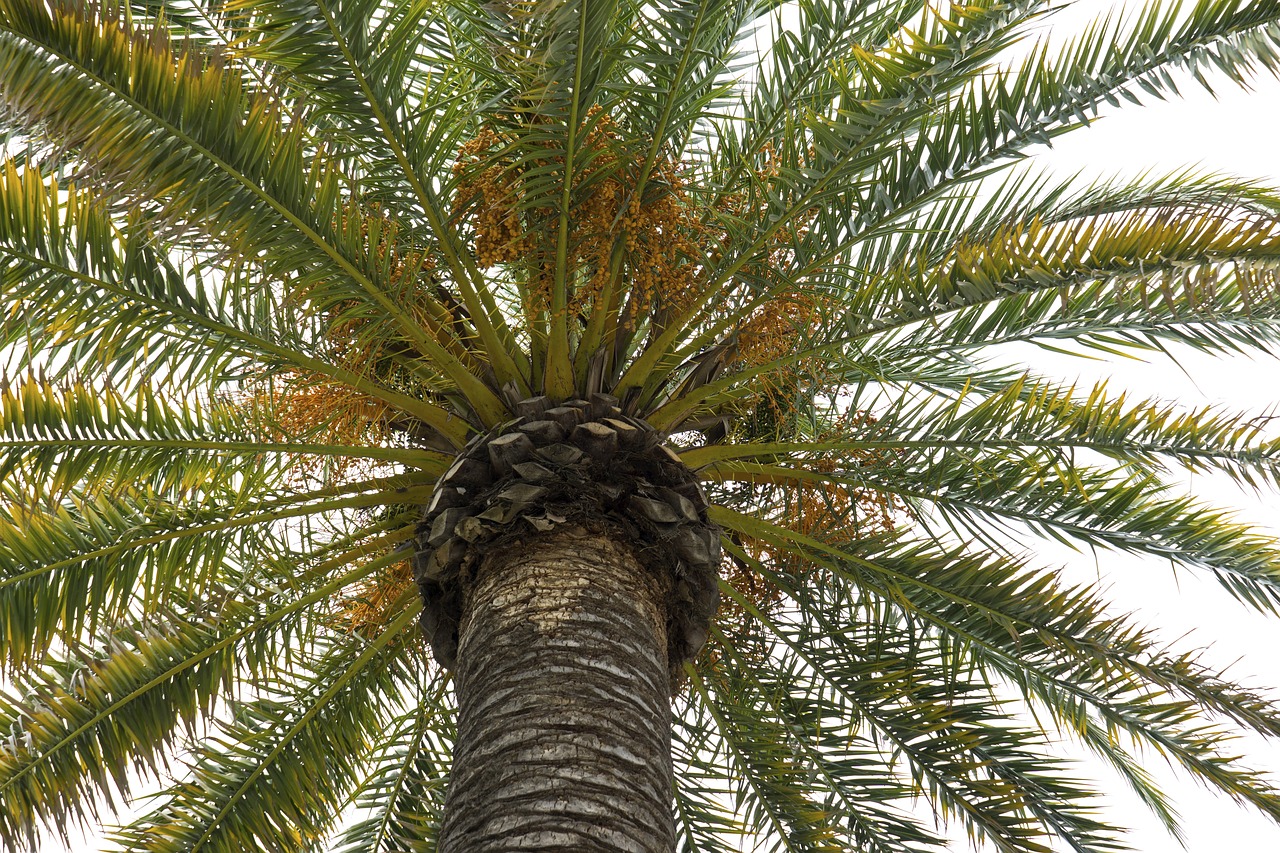 palm tree palms palm leaves free photo