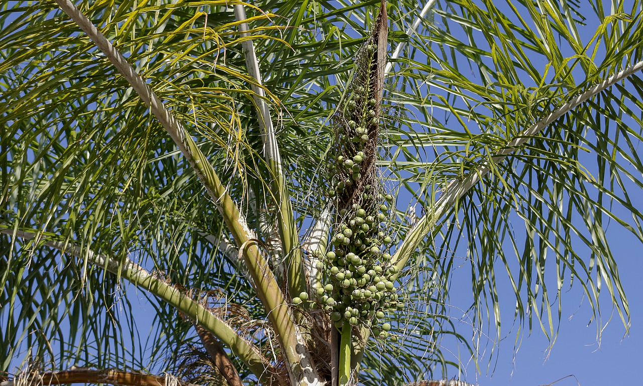 palm tree fruits tropical free photo