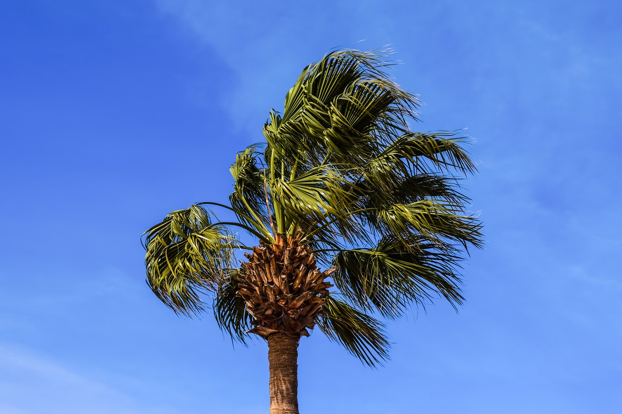 palm tree tree tropical free photo