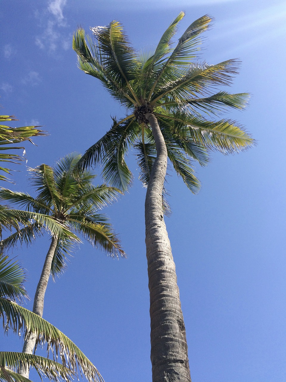 palm tree tropical sky free photo