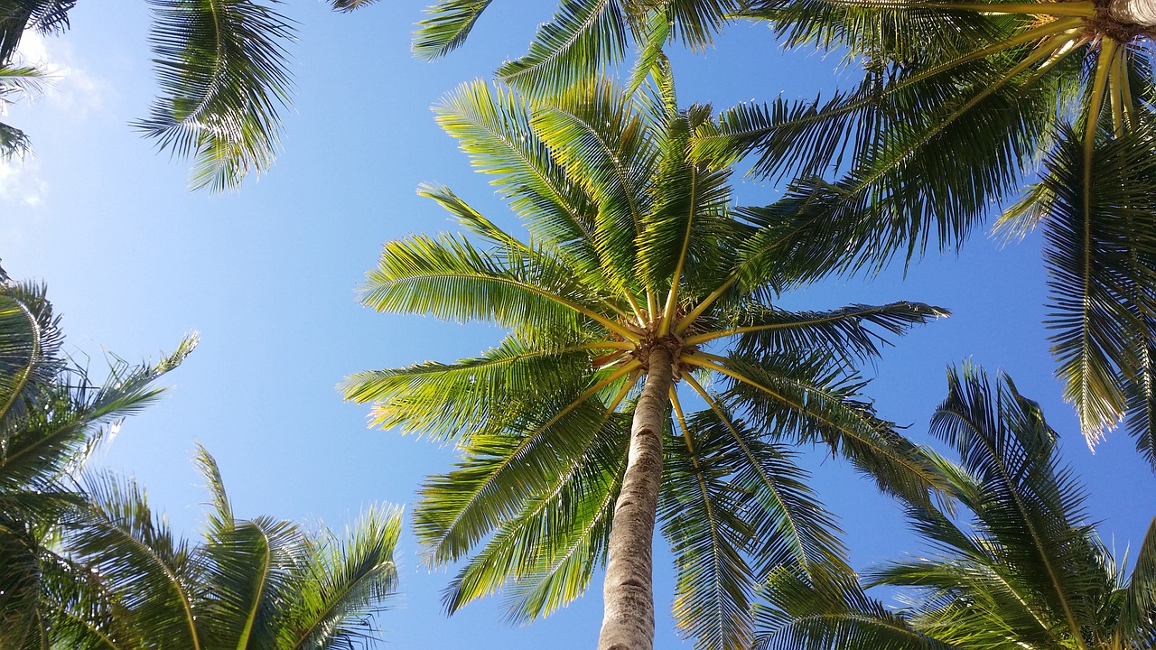 palm tree sky boracay free photo