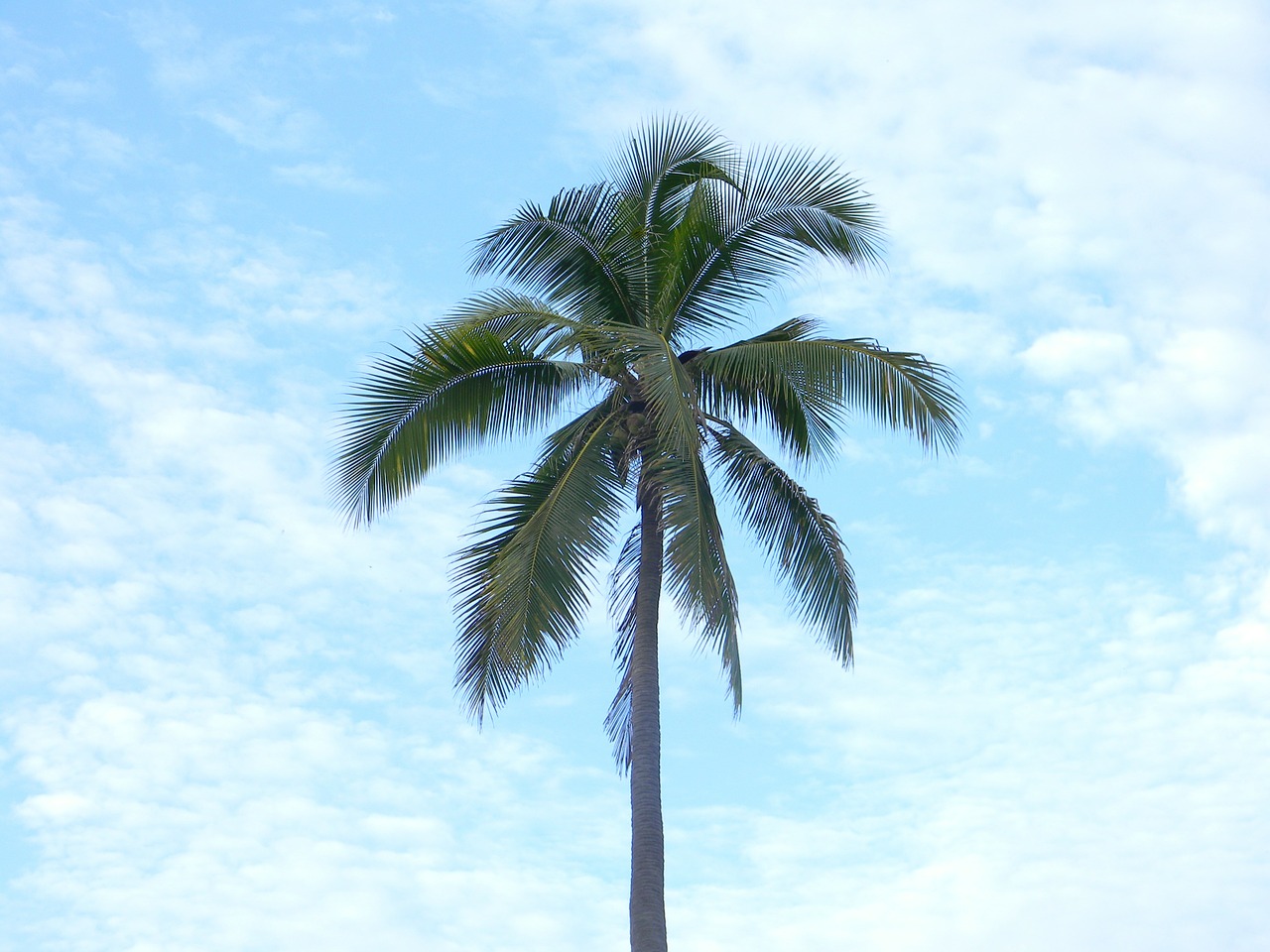 palm tree paradise clouds free photo
