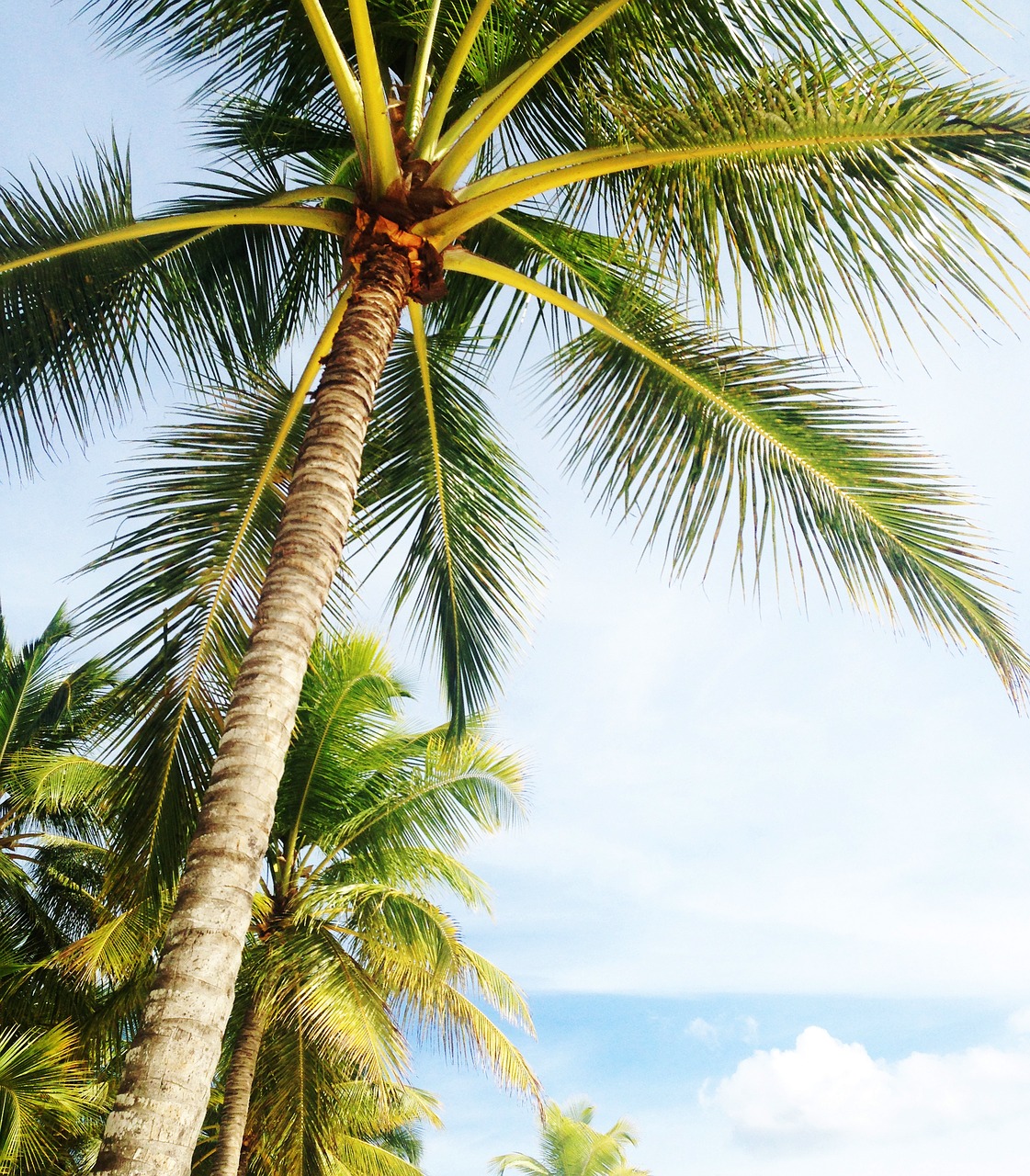 palm tree holiday miami beach free photo