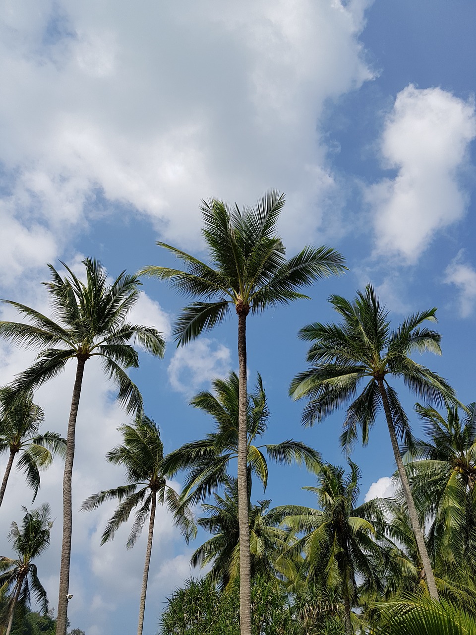 palm tree sky clouds free photo