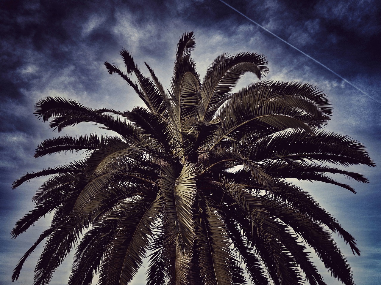 palm tree sky nature free photo