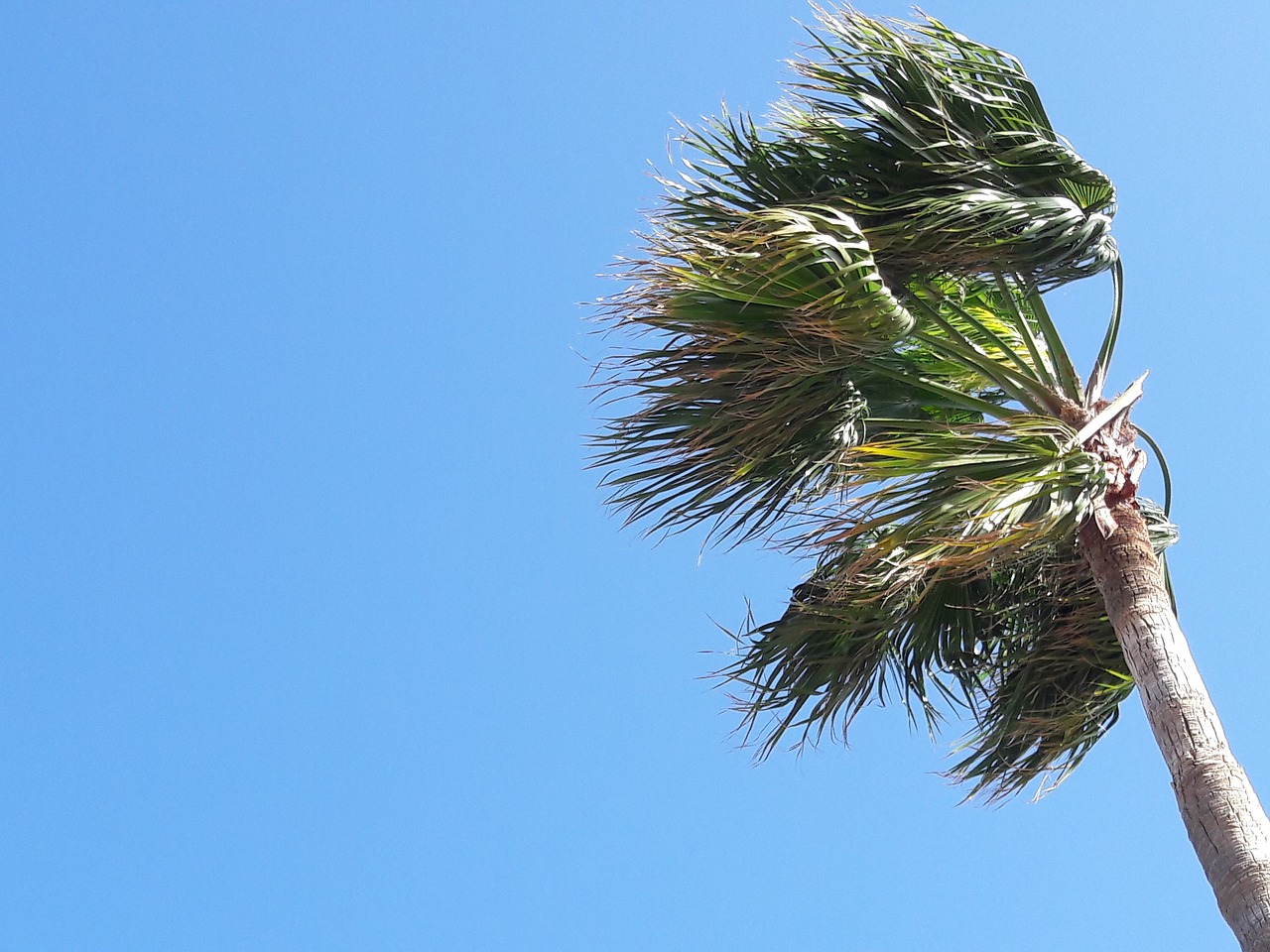 palm tree wind movement free photo