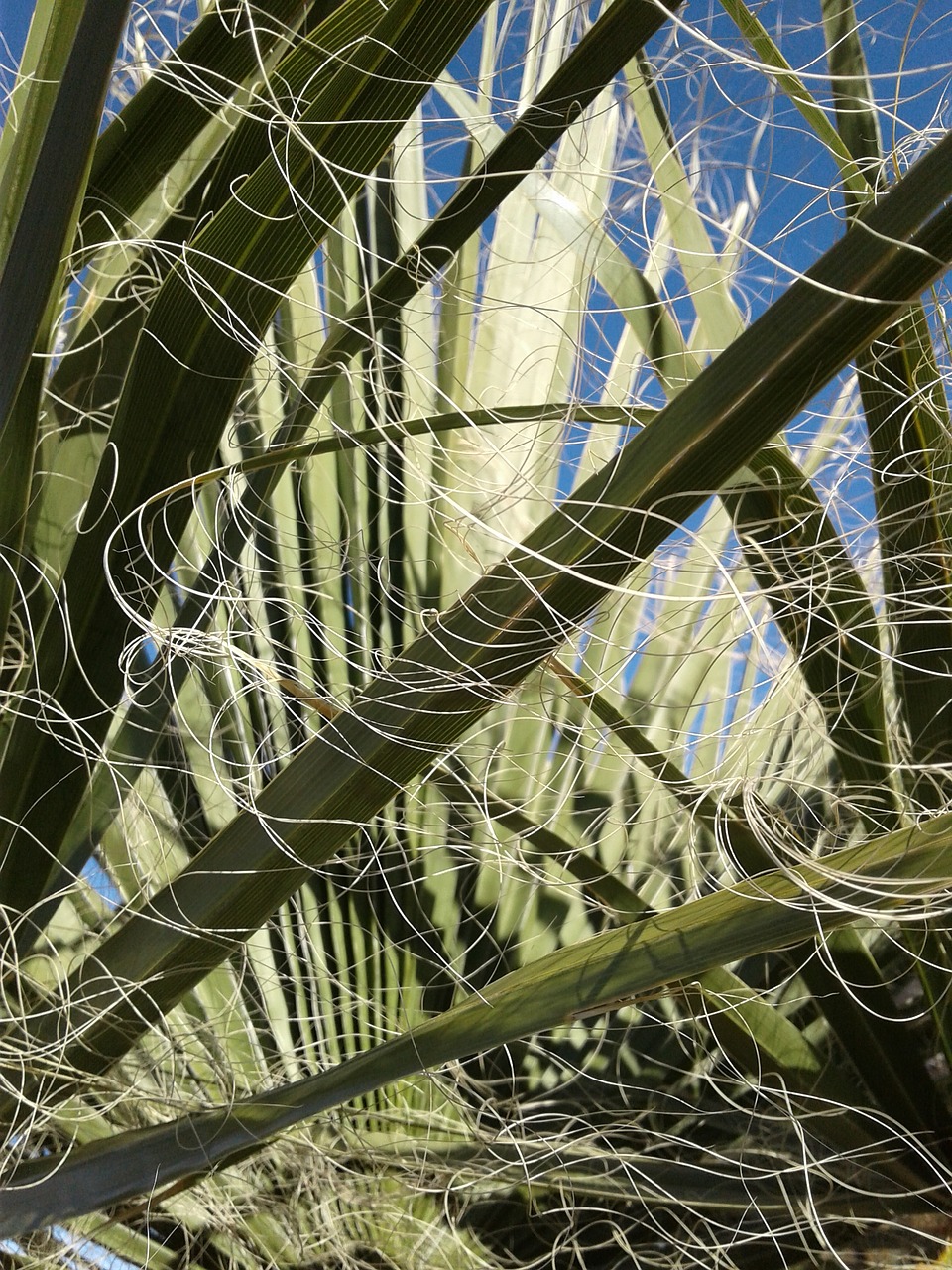 palm tree mexican palm mexican free photo