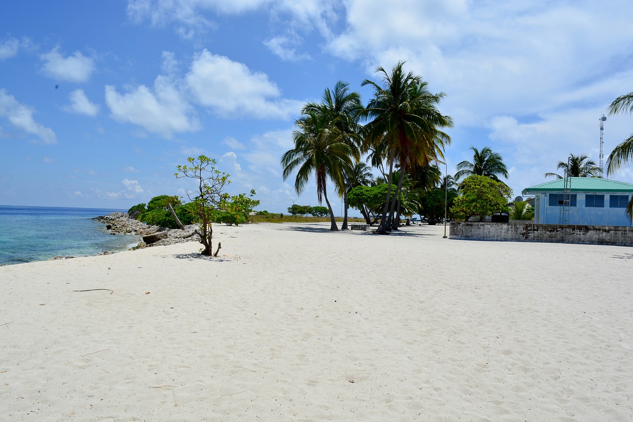 palm tree beach baa free photo