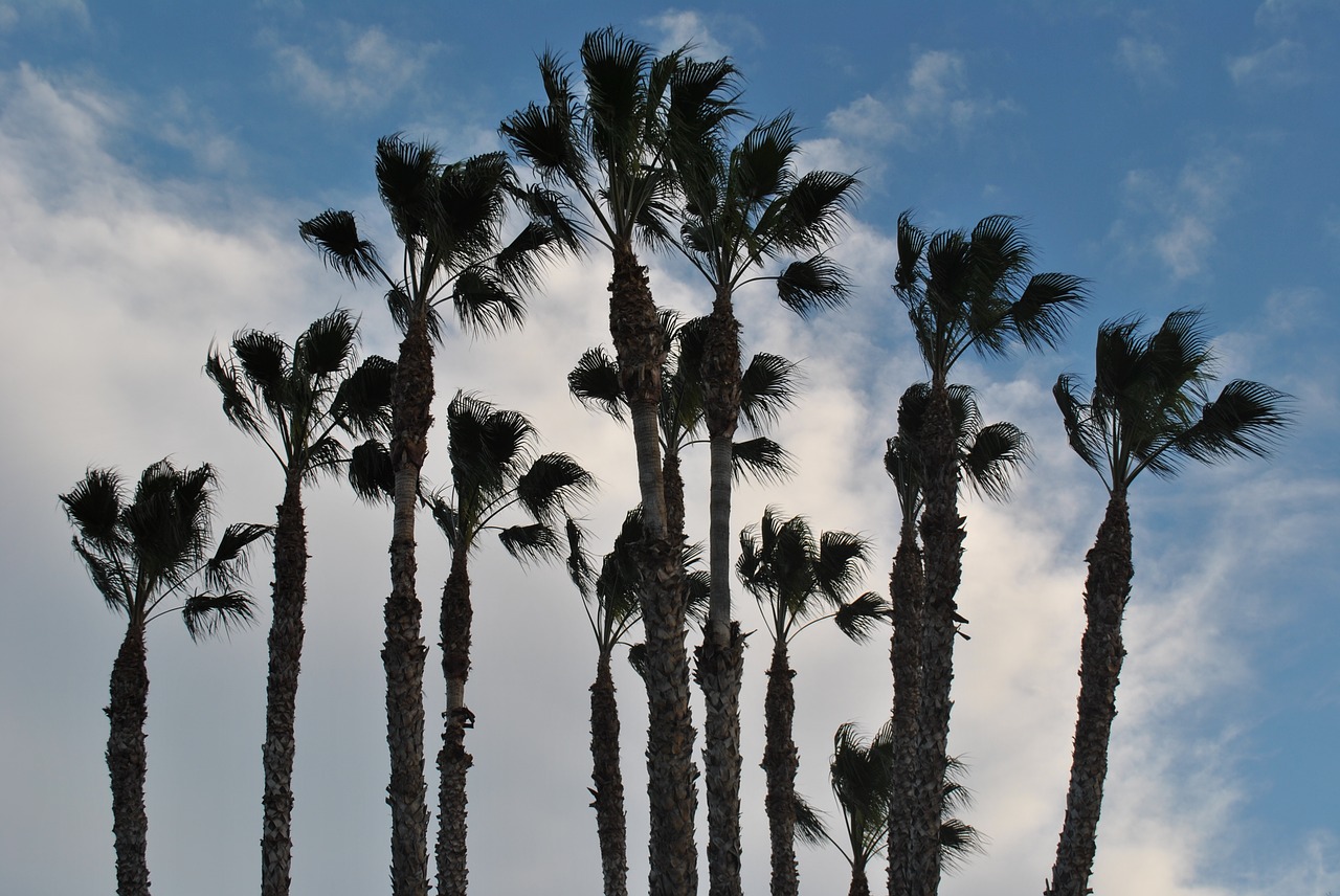 palm tree palm grove sky free photo