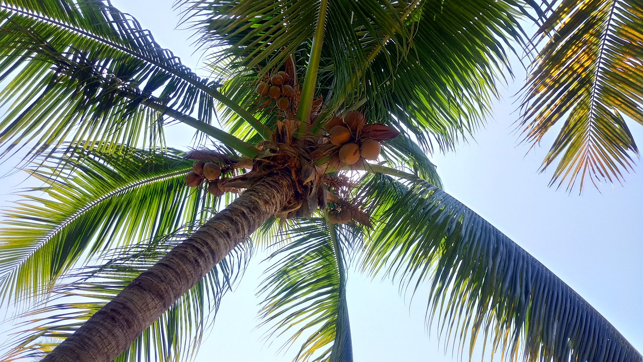 palm tree cocos palma free photo
