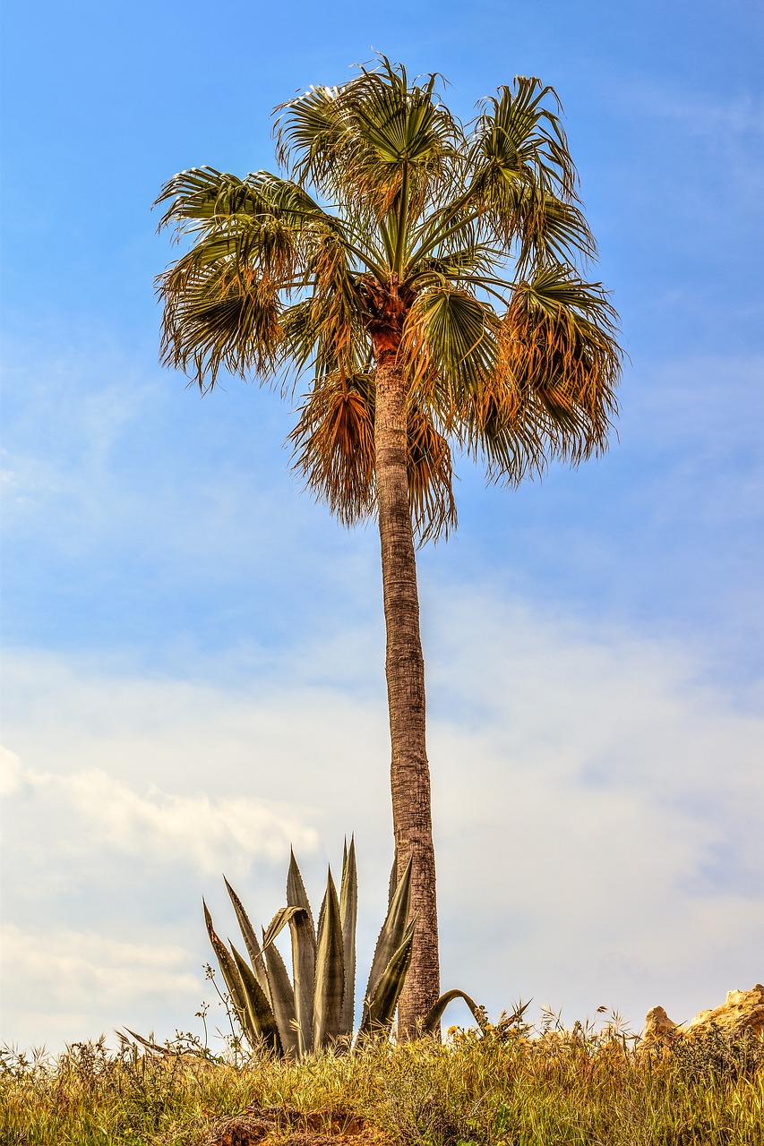 palm tree aloe vera garden free photo