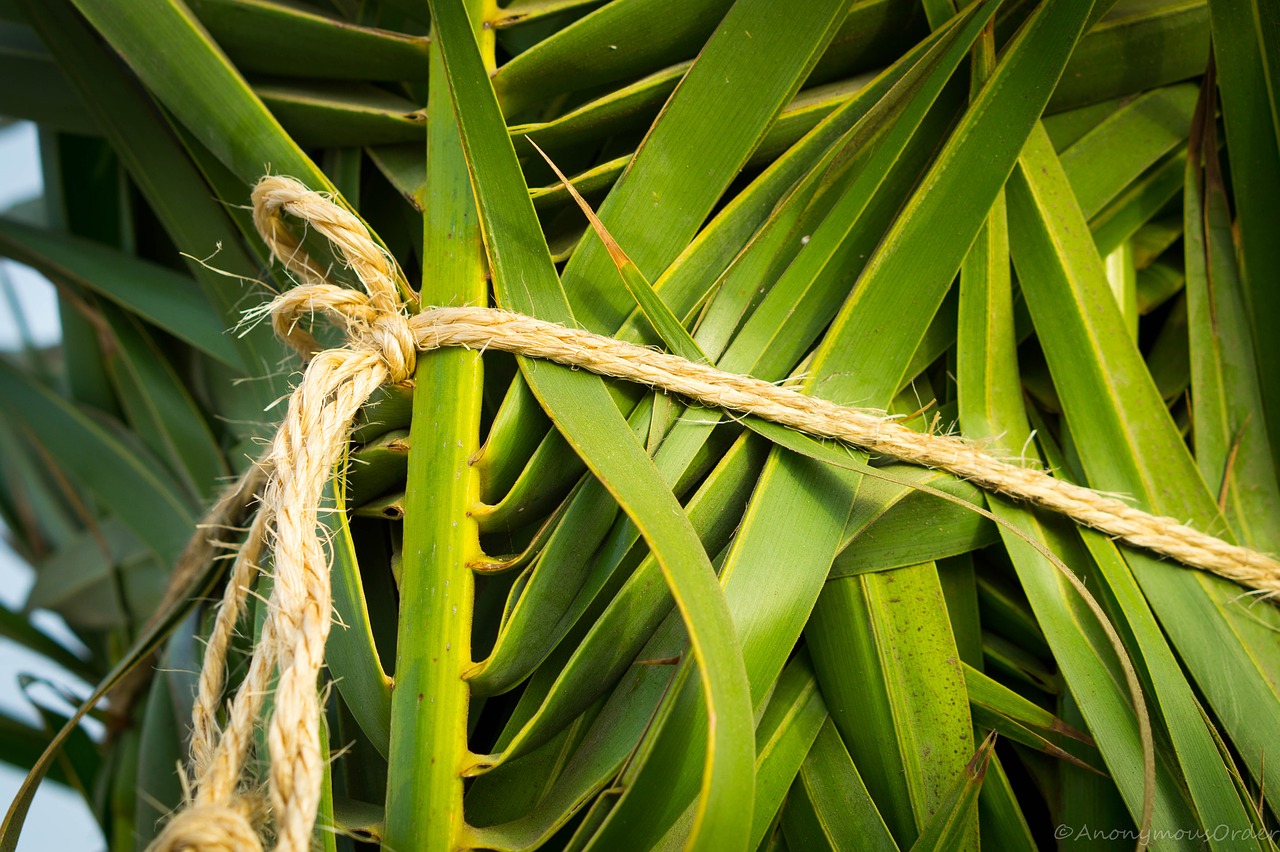 palm tree tropical green free photo