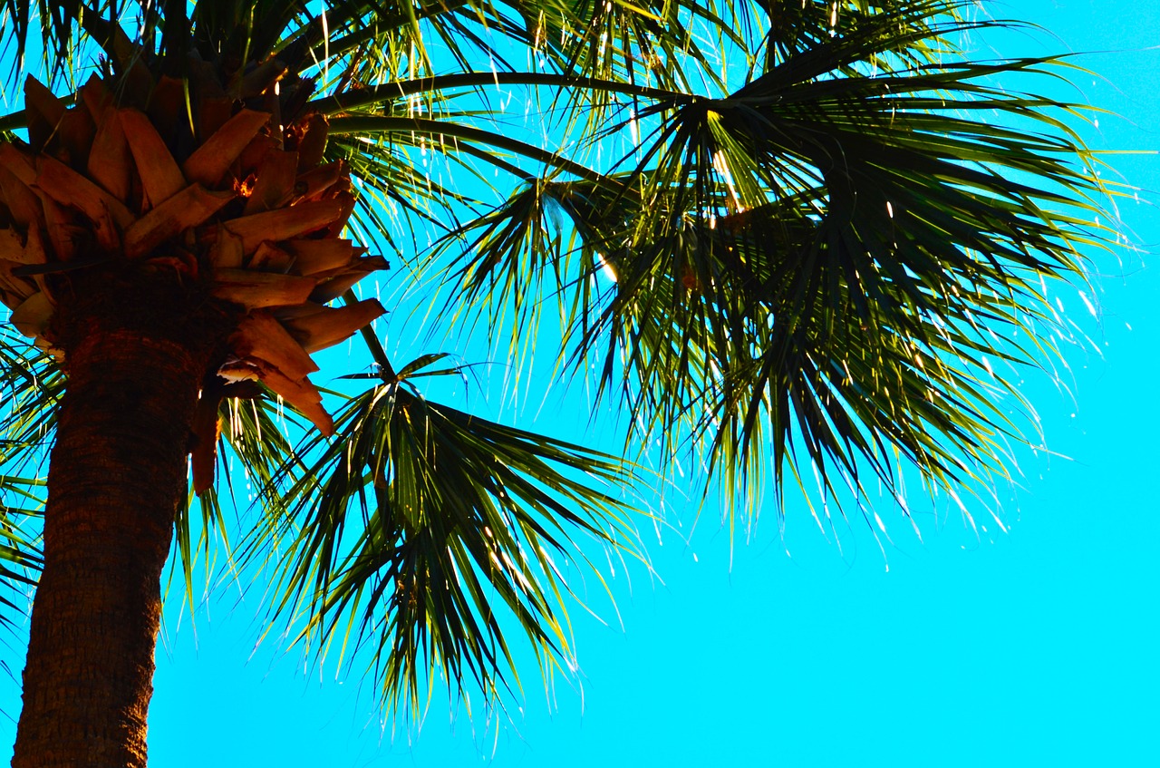 palm tree blue sky palm trees free photo