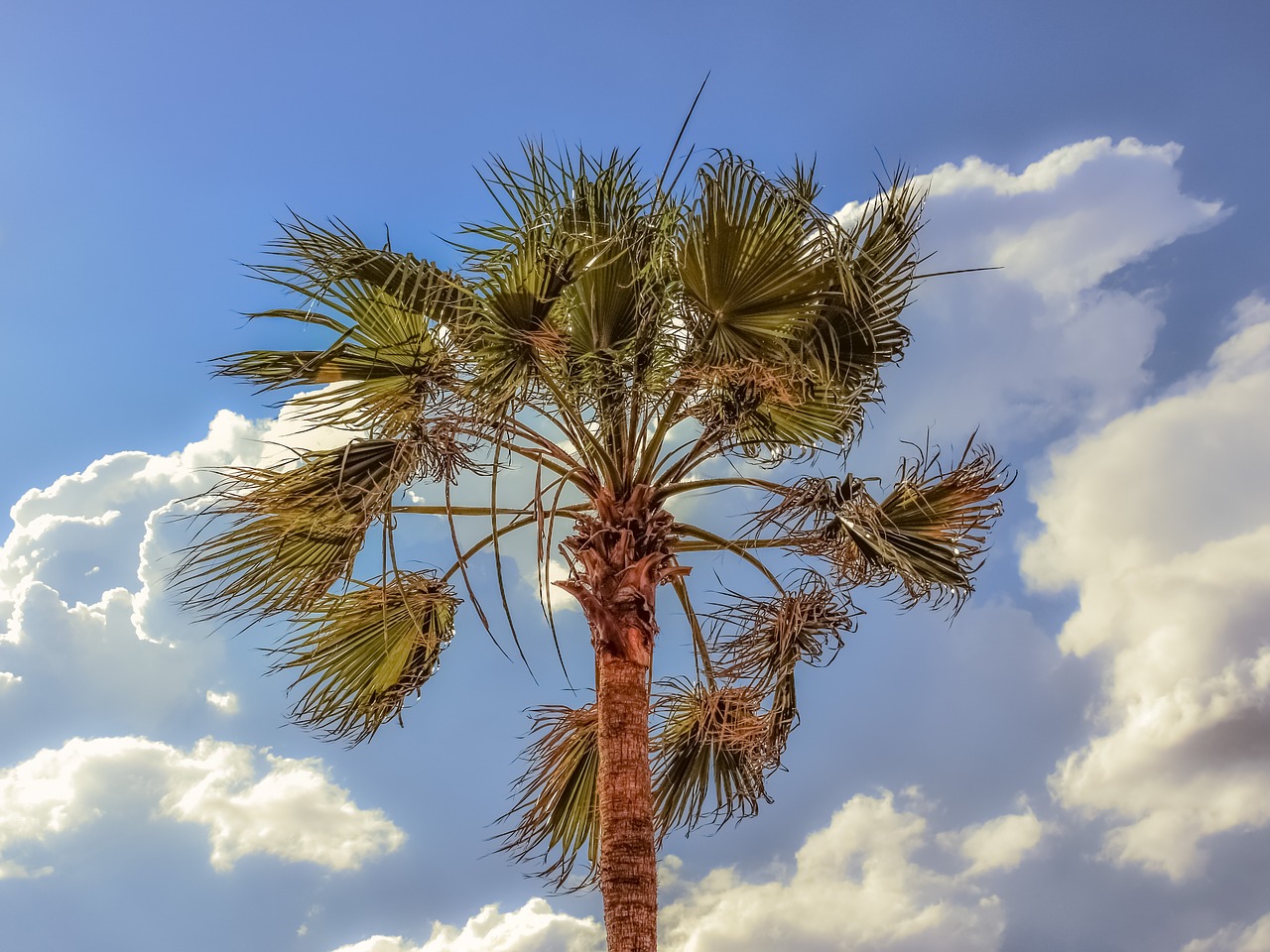 palm tree wind sky free photo