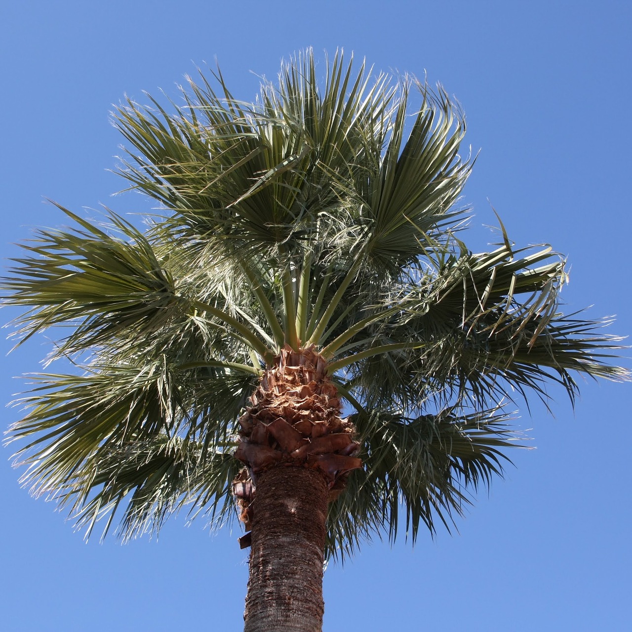 palm tree palm arizona free photo
