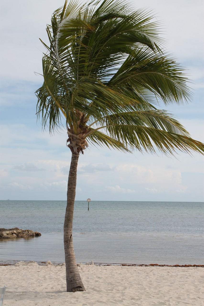 palm tree key west palm free photo